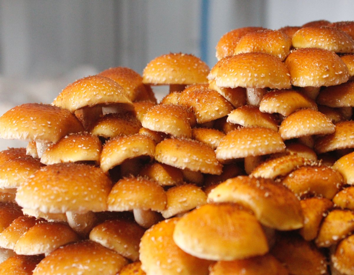 FarmBox_Foods's tweet photo. Chestnut mushrooms growing in the fruiting chamber of our Gourmet Mushroom Farm.
#mushrooms #mushroom #fungi #mushroomfarming #mycology #chestnuts #farmboxfoods #gourmet #growyourownfood #explore #sustainability #containerfarming #indoorfarm #agtech https://t.co/0VU5OMy6zO