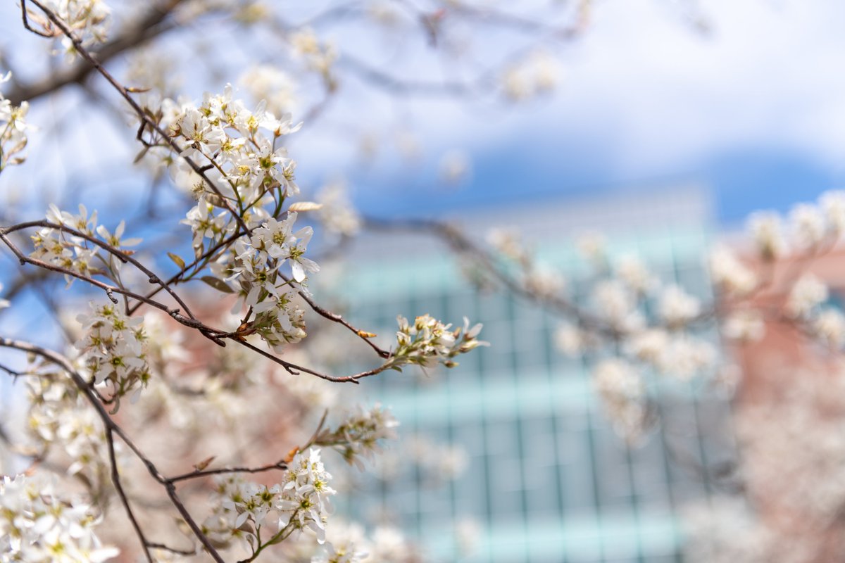 TowsonUPrez's tweet photo. It's officially spring break at @TowsonU! We wish all Tigers a happy, safe and restful week ahead. https://t.co/8kitrGxvAm