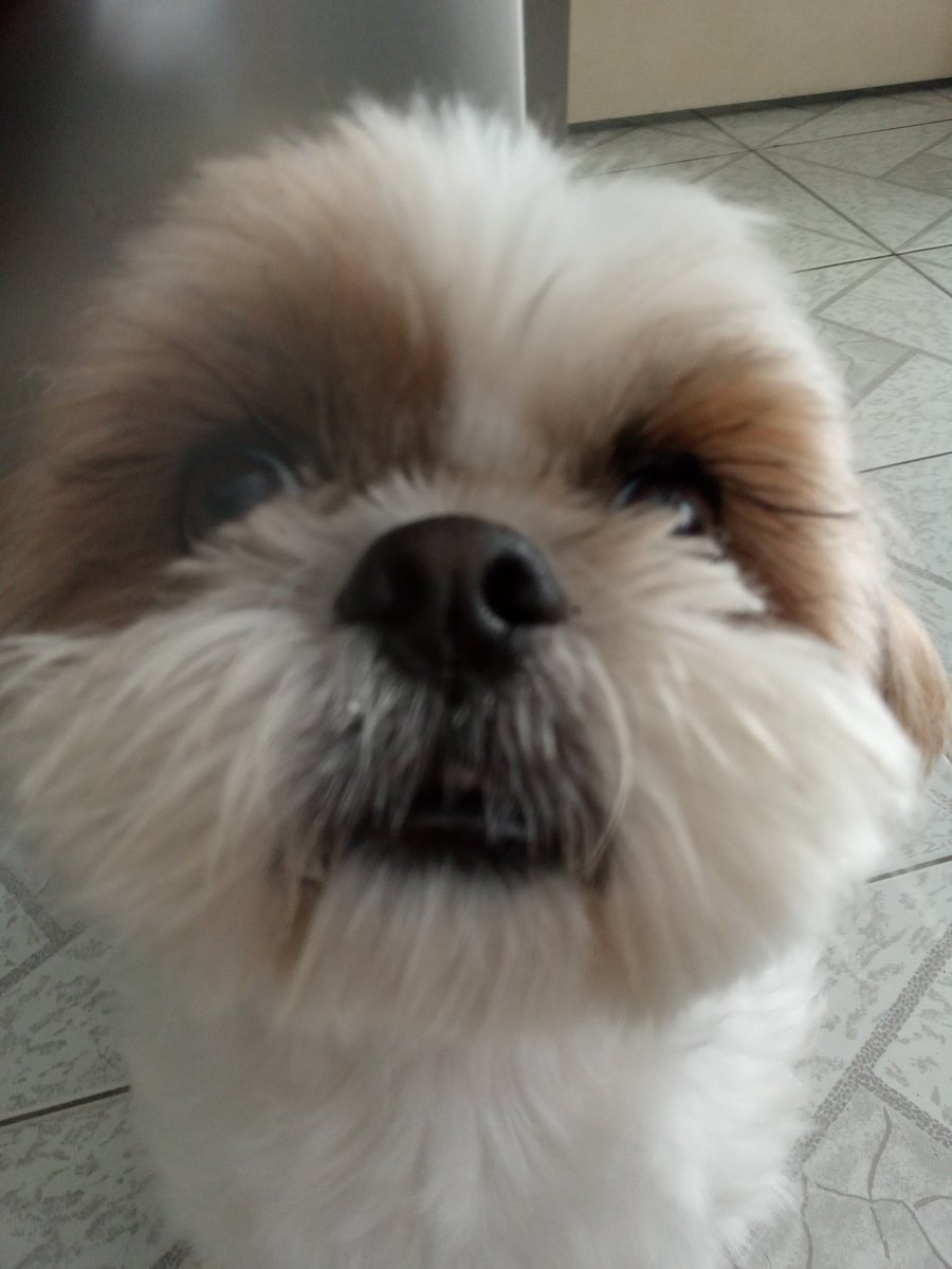 AbigFatTrex's tweet photo. @ARGAtheropodfan woah, Theo is the same name of my dog! https://t.co/MaKCusvq5w