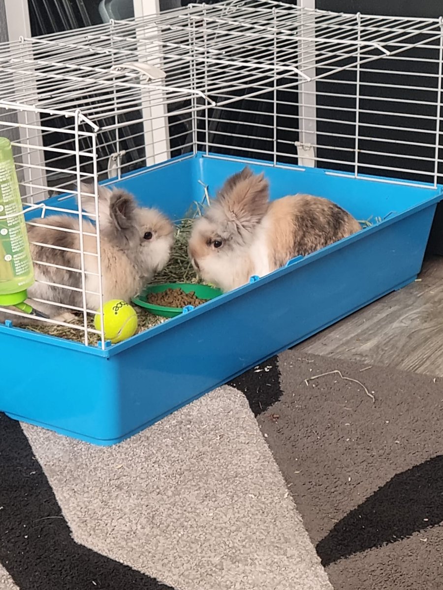Thank you Kerry Epstein for the donation of your double rabbit hutch. We are now able to home our rabbits in a bigger hutch when they are not at Pre-school. Our furry friends will love it! stalbans-cc.co.uk