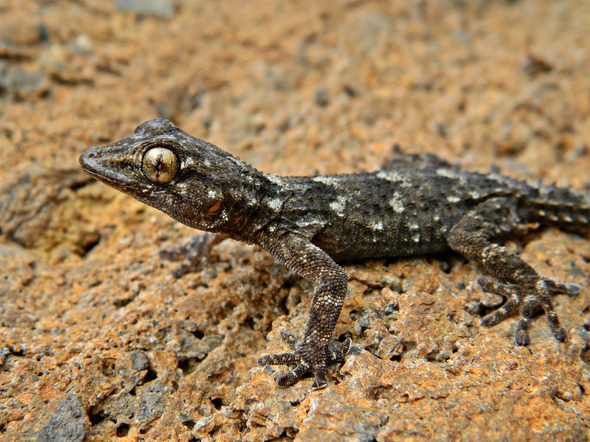 Hoy es Lunes, Día del Perenquen majorero (Tarentola angustimentalis)

Que levante la mano quien los lunes también sienta ese nombre específico ☝️