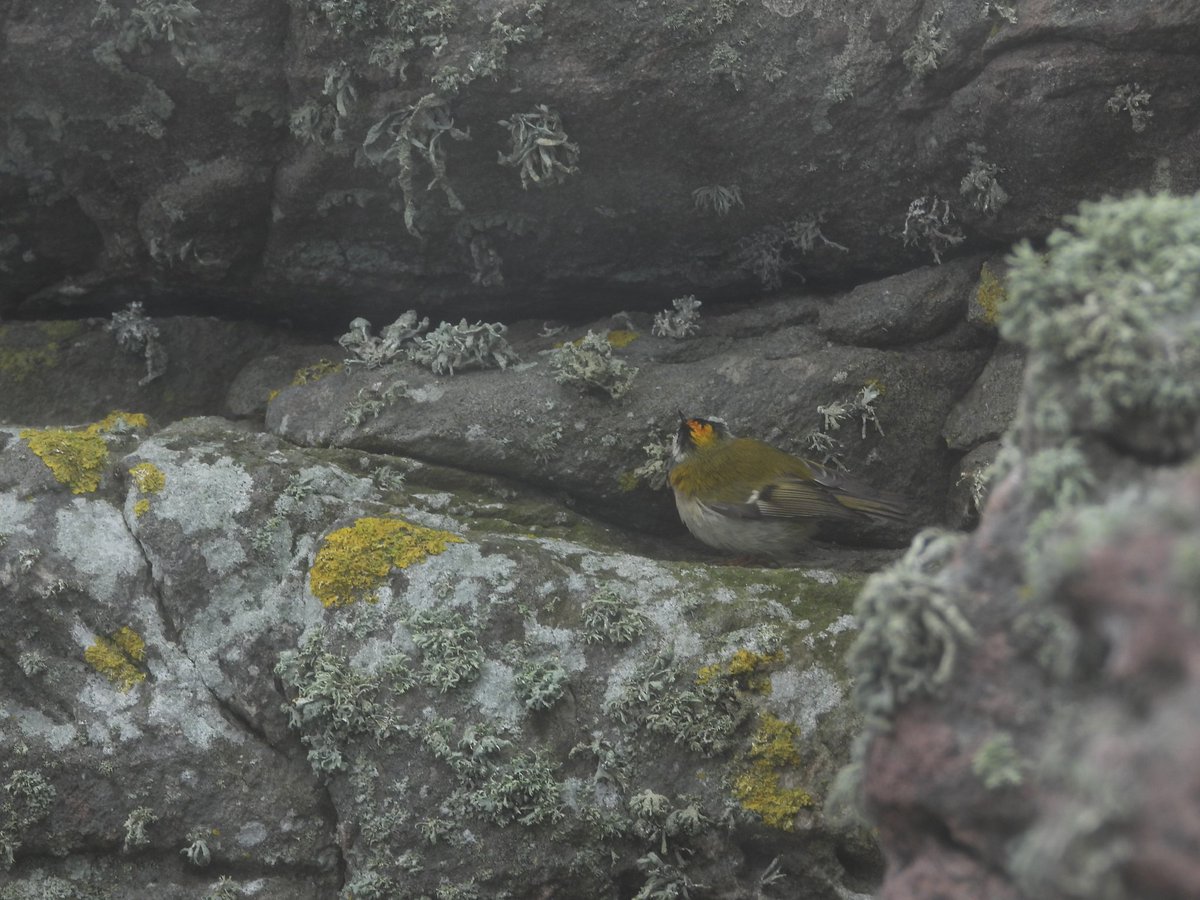 This lovely firecrest perfectly matched the colour pallet on Burhou Island last week🎨 @AlderneyWT