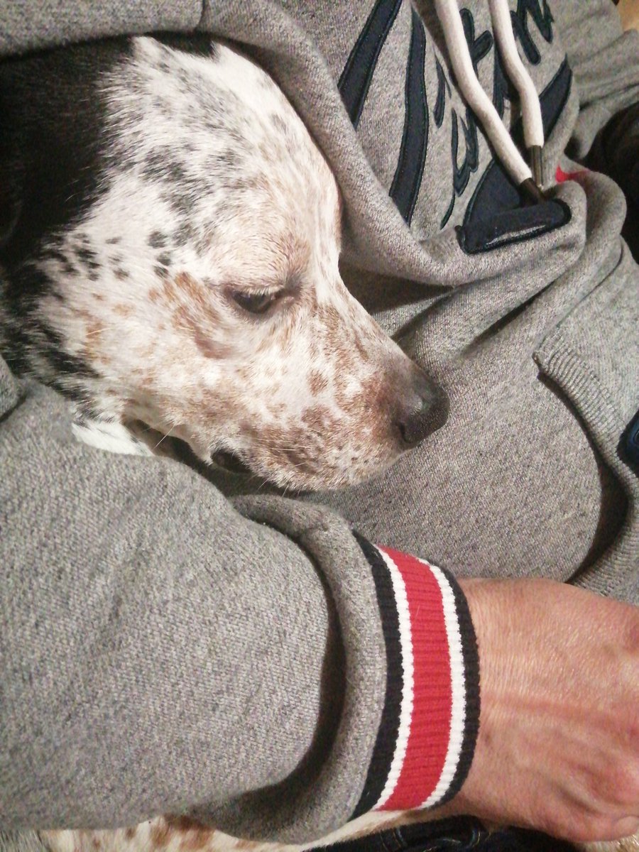 tryingthesober's tweet photo. @thedoghouse_tv Lola chilling https://t.co/d0Ggtwo4Kc