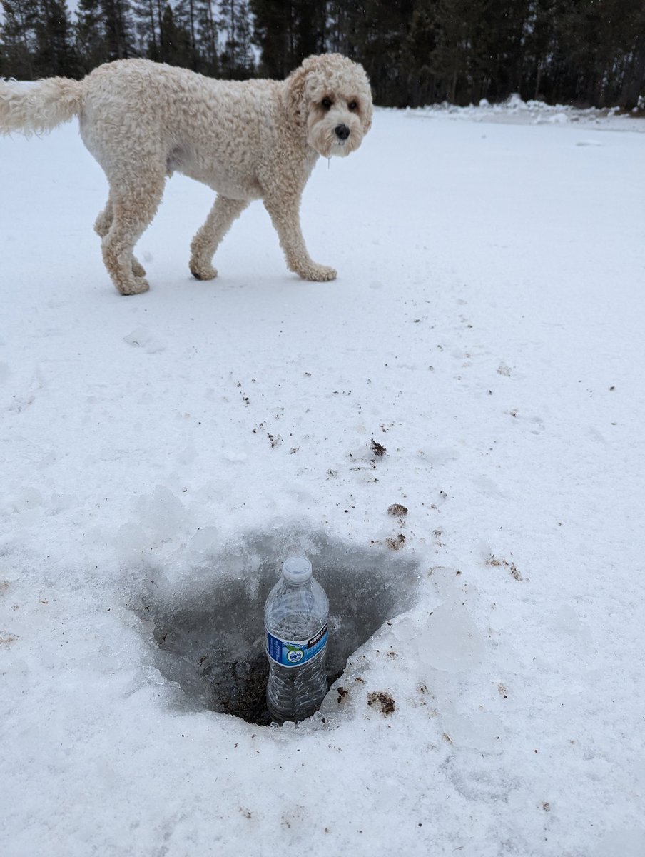 March 20th ice checks on fairways is as expected with the winter we've had.   Will be a busy spring reseeding 😡