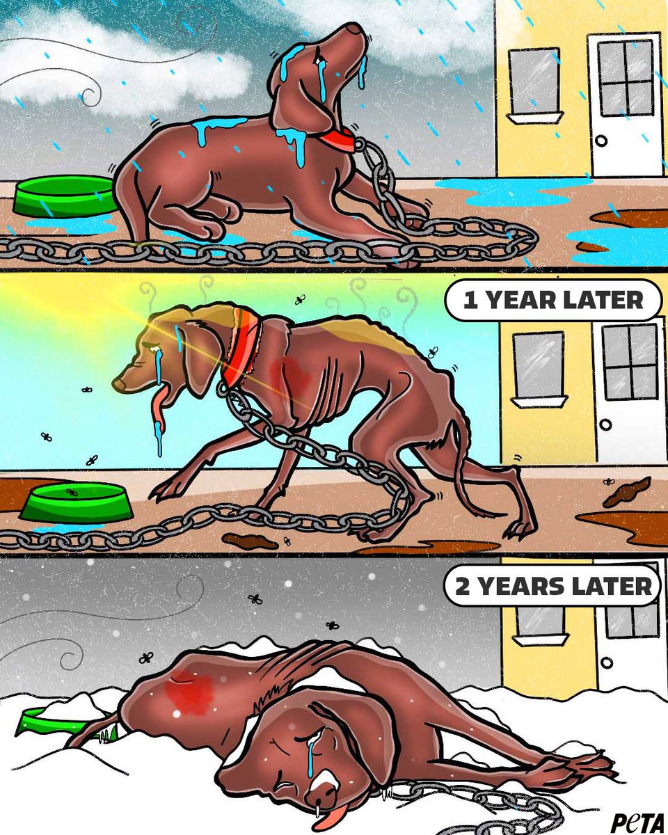 peta's tweet photo. This is life for so many chained dogs 💔🐕😞 https://t.co/b1nObJjIoQ