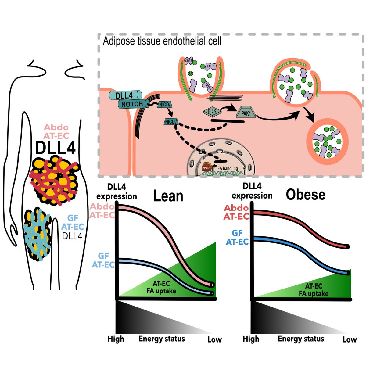 atvbahajournals's tweet photo. Role of #DLL4 in the adaptation of #adipose tissue #endothelium to regulate #lipid fluxes in response to energy transition #metabolism #vascular #endocytosis #obesity @i2mcT @alexaupetit @ChapoulyC https://t.co/6dphU9fXH5 https://t.co/MFDsL3xGEN