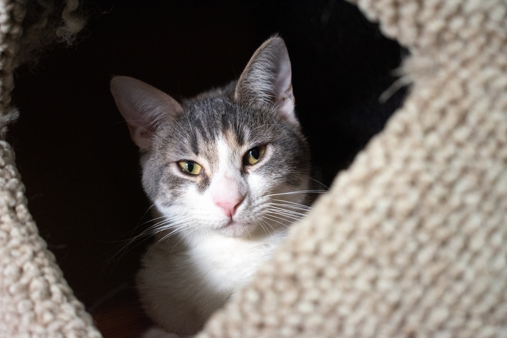 Spring is in the air, and spring break is here! Whether you're cuddled up with your furever friend or outside enjoying the sunshine! We hope you have fun with whatever your vacation plans are. 

#towncatsmh #adoptdontshop  #cats #catsofinstagram #kittens #springbreak #spring