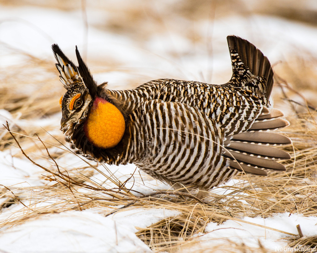 NeblandMagazine's tweet photo. Greater prairie chickens will dance, fight, make "boom" noises, and inflate and deflate their air sacs to attract visual attention from females.

The dominant few males will likely mate with approximately 90 percent of the females.

📷: Eric Fowler

#MatingMonday https://t.co/p26ZcWeMfX