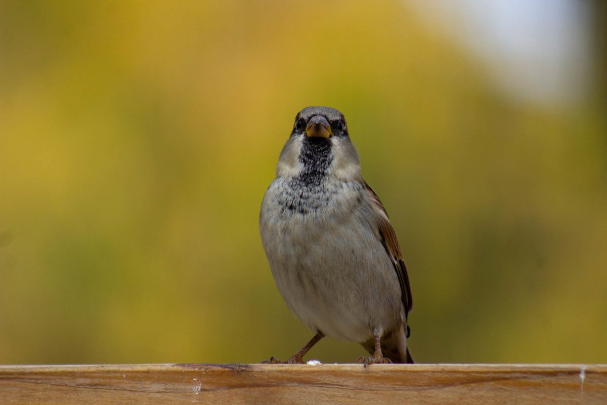 TracyAviary's tweet photo. Today is World Sparrow Day! It is a day to celebrate birds that are commonly found in urban environments. This house sparrow is one of the many wild birds you can spot around Tracy Aviary!
#WorldSparrowDay #TracyAviary https://t.co/NgYG9xVQ5k