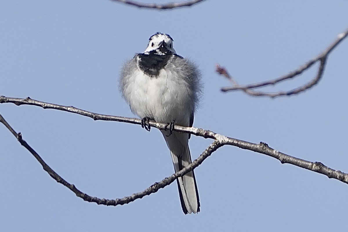 melcher_marc's tweet photo. @sykesjeff Fluffy white wagtail. https://t.co/KHyybmTSoq