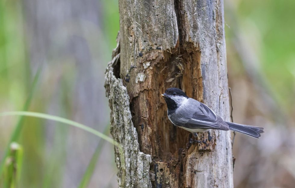 🐸Happy First Day of Spring!-read our March blog by naturalist and FOH board member Susan Sander at hackmatacknwr.org/the-marchs-las…
📷 Black-capped chickadee: photo by Mike Budd/USFWS
