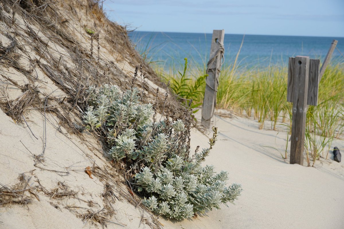 BarnstableMA's tweet photo. Review of Additional Concepts for the  Sandy Neck Beach Facility Coastal Resiliency Project
🌊
Notice of Informational Meeting: 
🗣️ IN-PERSON on Wednesday, April 5th, 2023 at 6:00 PM

🧭 Harborview Conference Room, 3195 Main Street, Barnstable
🔗 https://t.co/Vb9a5ZN1Fb https://t.co/zvdFzdH3En