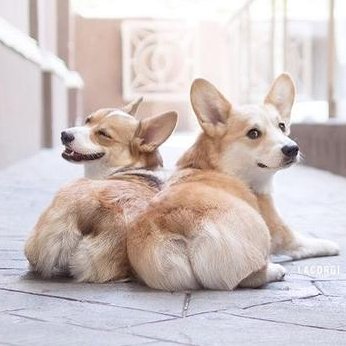 Butterfly12T's tweet photo. Hey, human. Turn off the camera. Just kidding. We know you love our fluffy butts. Also, look back at it. 

Happy #MomoMonday 🍑🍞🦊🐾
#corgi #corgibutt https://t.co/jkgCXhfUTg