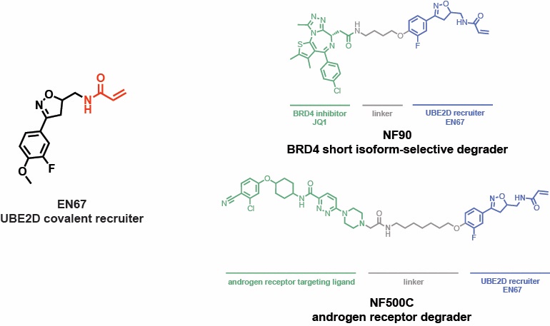 Dan Nomura (@dannomura) on Twitter photo Congrats to <a href="/NafsikaForte/">Nafsika Forte</a> for the publication of her paper in ACS Chemical Biology on the discovery of a covalent E2 ubiquitin conjugating enzyme UBE2D recruiter for PROTAC applications! Thanks to <a href="/NovartisScience/">Novartis Science</a>. And thanks to <a href="/TheMarkFdn/">The Mark Foundation for Cancer Research</a> !
pubs.acs.org/doi/10.1021/ac… Congrats to <a href="/NafsikaForte/">Nafsika Forte</a> for the publication of her paper in ACS Chemical Biology on the discovery of a covalent E2 ubiquitin conjugating enzyme UBE2D recruiter for PROTAC applications! Thanks to <a href="/NovartisScience/">Novartis Science</a>. And thanks to <a href="/TheMarkFdn/">The Mark Foundation for Cancer Research</a> !
pubs.acs.org/doi/10.1021/ac…
