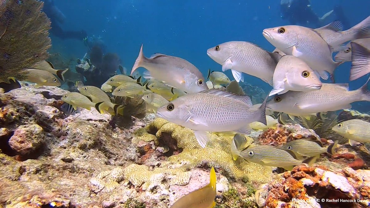 Ocean Wealth tweet media