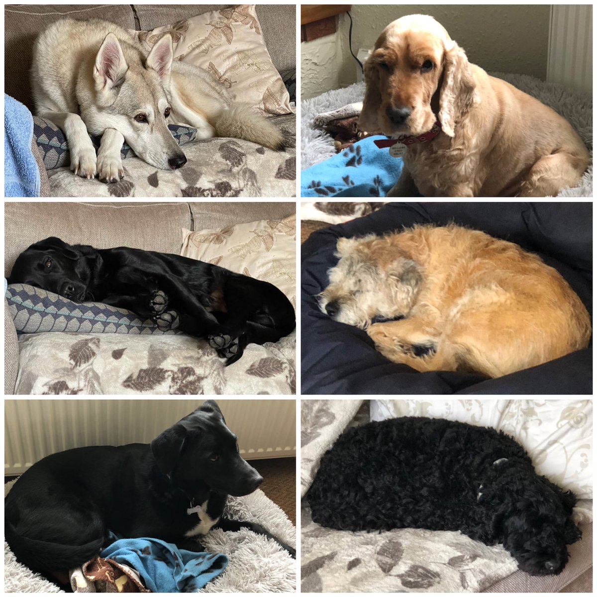 PetCheadle's tweet photo. Lazy Sunday #cheadlepetcare #homeboardingfordogs #homefromhomedogboarding #doghomeboarding #cockerspaniel #cockerspanielsofinstagram #borderterrier #borderterriersofinstagram #labrador #labradorsofinstagram #cockerpoo #cockerpoosofinstagram #labcross #labcrosscollie #northerninui https://t.co/iQjcxUMkW7