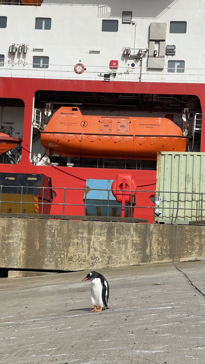 BAS_News's tweet image. After over 7 weeks at sea the #SDAScience expedition is finally at an end and the science team flies home tomorrow. A gentoo penguin turned up at the harbour to see us off!