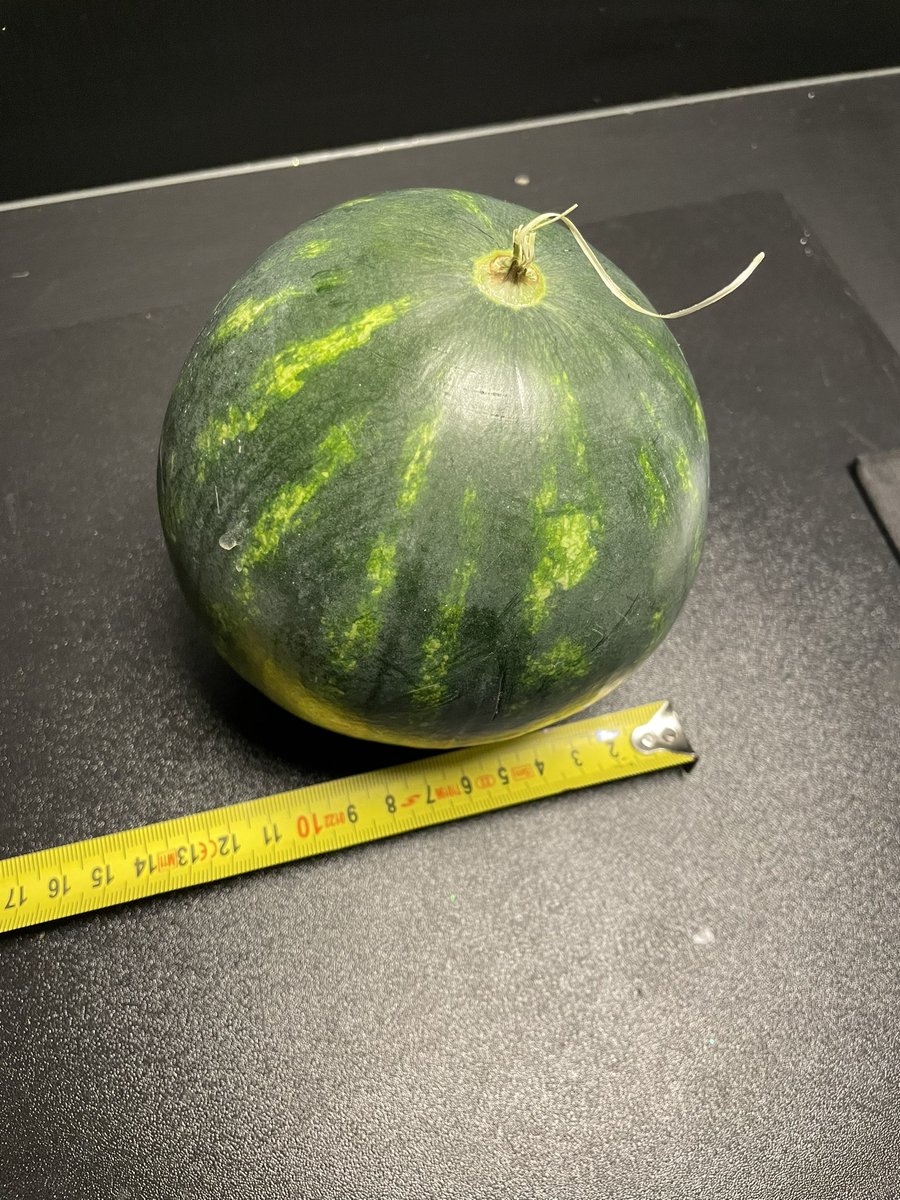 Lekker <a href="/albertheijn/">Albert Heijn</a> 
€3,49 voor een watermeloen met een diameter van 10cm….. #AH 😂😂