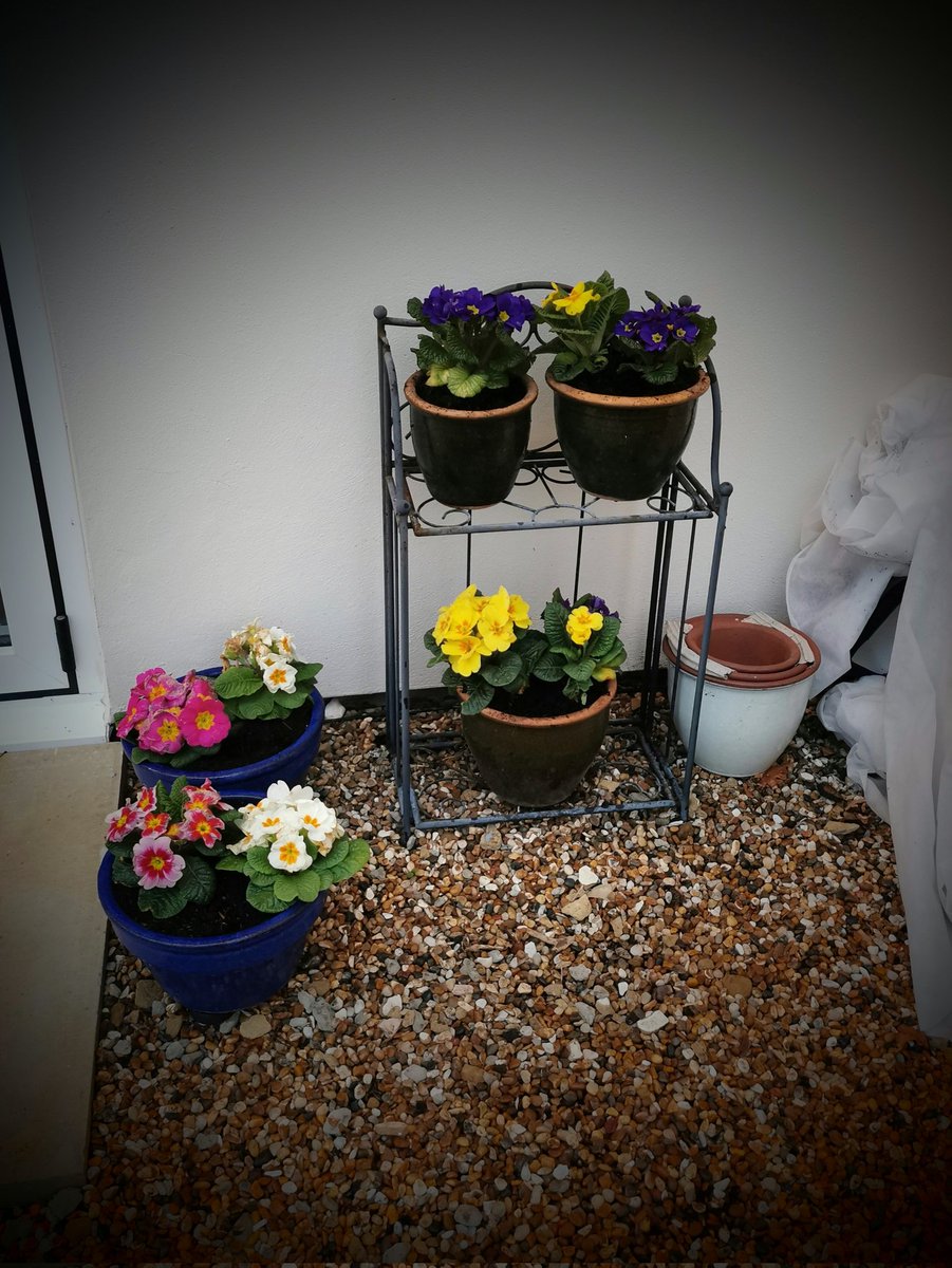 clothesfreeuk's tweet photo. Just some plants planted to brighten the place up 🌺
#gardening #blooms #planters #garden #pots #primulaacaulis https://t.co/cdMkMAVldk