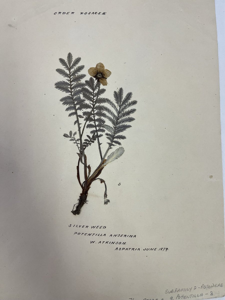 OfWolfAndWhale's tweet photo. Happy #WorldRewildingDay! Here is a beautiful 143 yr old Potentilla anserina (Common Silverweed or Silver Cinquefoil) from the @TullieCarlisle herbarium; an opportunistic plant of verges, waste ground &amp; grassy areas &amp; a source of nectar for insect pollinators. Still so silver 😍 https://t.co/Conqa4XHIo
