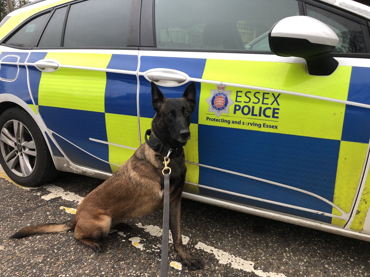 Chappers πΎπ πββοΈ (@chappers2013) on Twitter photo Lovely afternoon meeting some Officers and Police Staff @EPBrentwood with <a href="/PBaloo/">PDBaloo</a> π
#SpreadingSmiles π
#wellbeingdog <a href="/OscarKiloNine/">OscarKilo9</a> <a href="/OscarKiloUK/">Oscar Kilo</a> Lovely afternoon meeting some Officers and Police Staff @EPBrentwood with <a href="/PBaloo/">PDBaloo</a> π
#SpreadingSmiles π
#wellbeingdog <a href="/OscarKiloNine/">OscarKilo9</a> <a href="/OscarKiloUK/">Oscar Kilo</a>