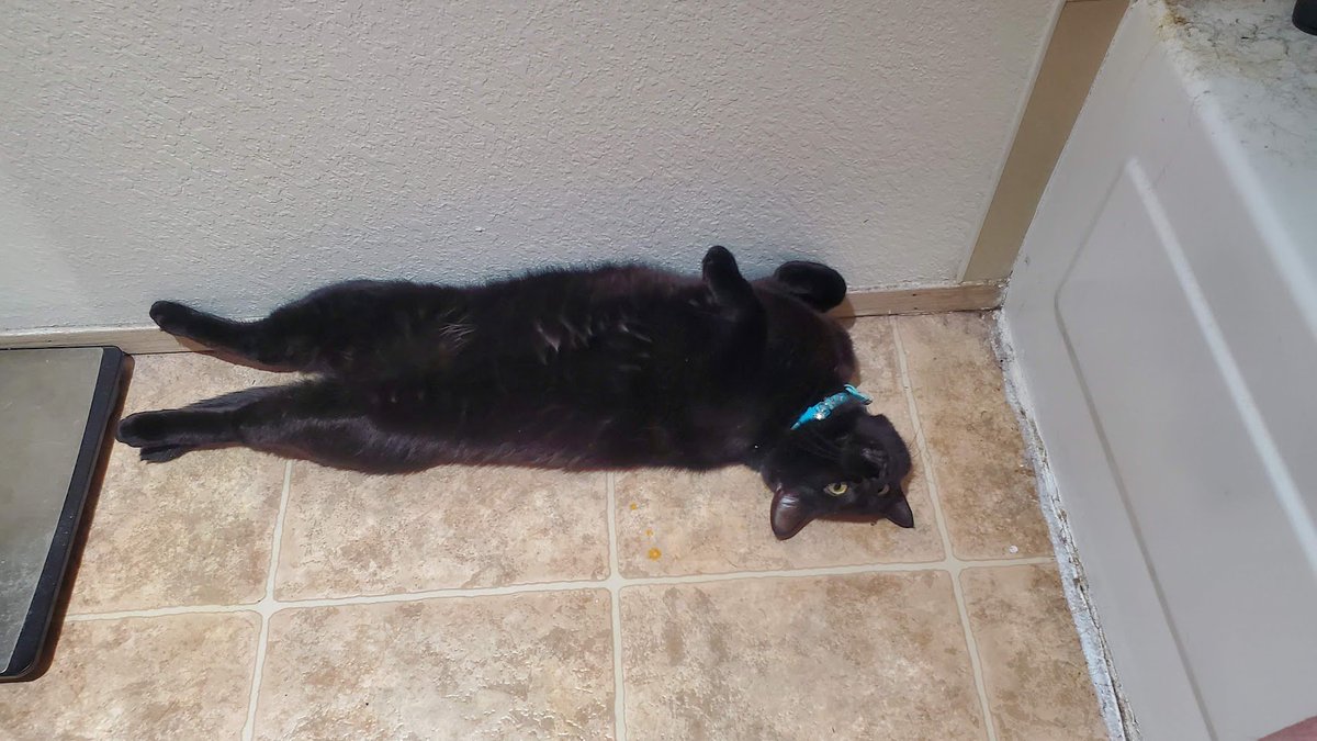 Alberkryne's tweet photo. For those who came by yesterday - we were temporarily held hostage by this little asshole.
Do you guys like the interruptions, or should I keep him outside my office when streaming?
#streamerswithcats
#catdad https://t.co/lWPWxNehA2