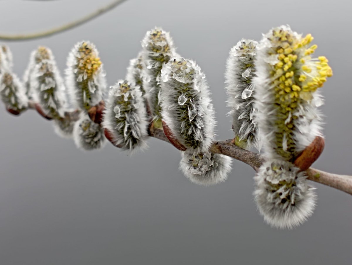 Zullen we in Nederland gewoon het wilgenbloesem feest gaan vieren.  In plaats van Hanami (Japans kersenbloesem feest) Salimi? (Salix is wilg). Of klinkt dit dan weer te Italiaans? Ik ben er nog niet uit.