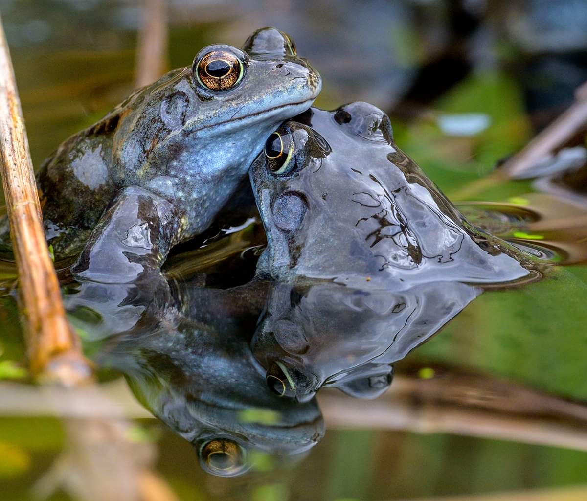 Rob65119004's tweet image. Sign of spring with the common frog 

#WexMondays #fotospeed #fsprintmonday #froggang #cuddles #wildgarden #cute #couples #z9 #Nikon #wildlifephotography #WildlifeConservation #WildlifeConservation