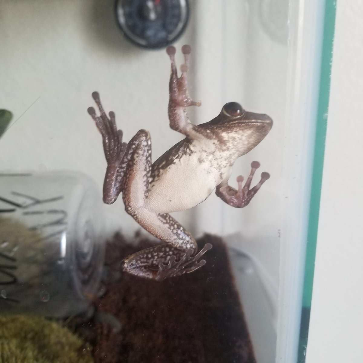 RainbowRiddles's tweet photo. https://t.co/1MLdZwz8Oi 
I have a pet frog now and I need money for a proper heat lamp for him :( https://t.co/zYVrmsX00g