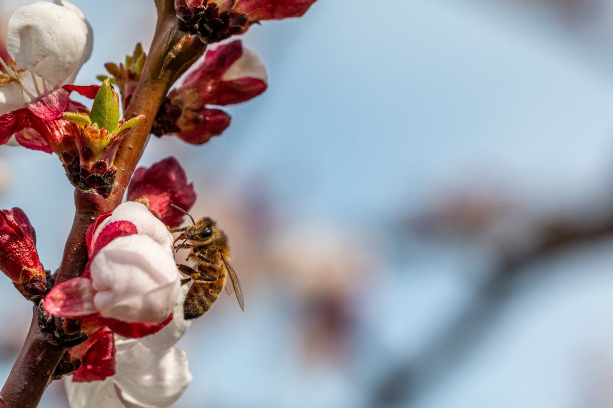 Inge Nijhoff tweet media