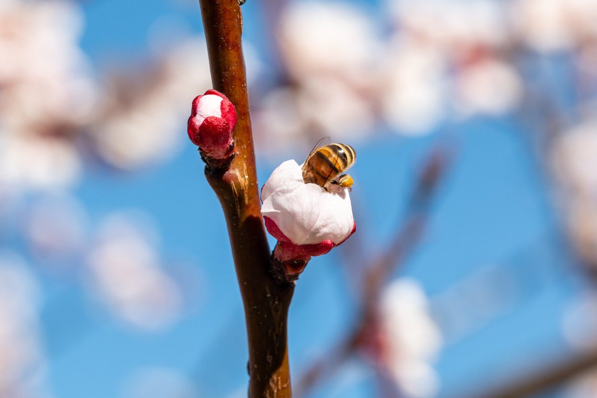 Inge Nijhoff tweet media