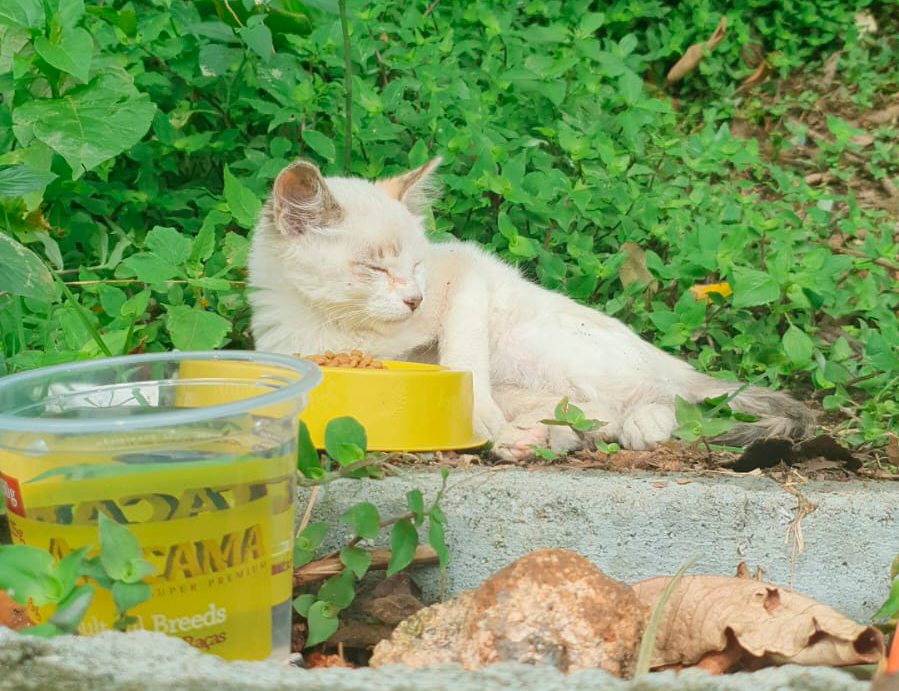 santsgabriel's tweet photo. Fala galera da comunidade #MTGBR! Venho hoje aqui pedir uma ajuda para vocês!
Semana passada eu e minha esposa resgatamos uma filhote de gato que estava muito mal aqui na nossa rua. Entramos em contato com uma ONG que a gente conhecia e eles falaram para levá-la ao veterinário. https://t.co/POT73zrRGc
