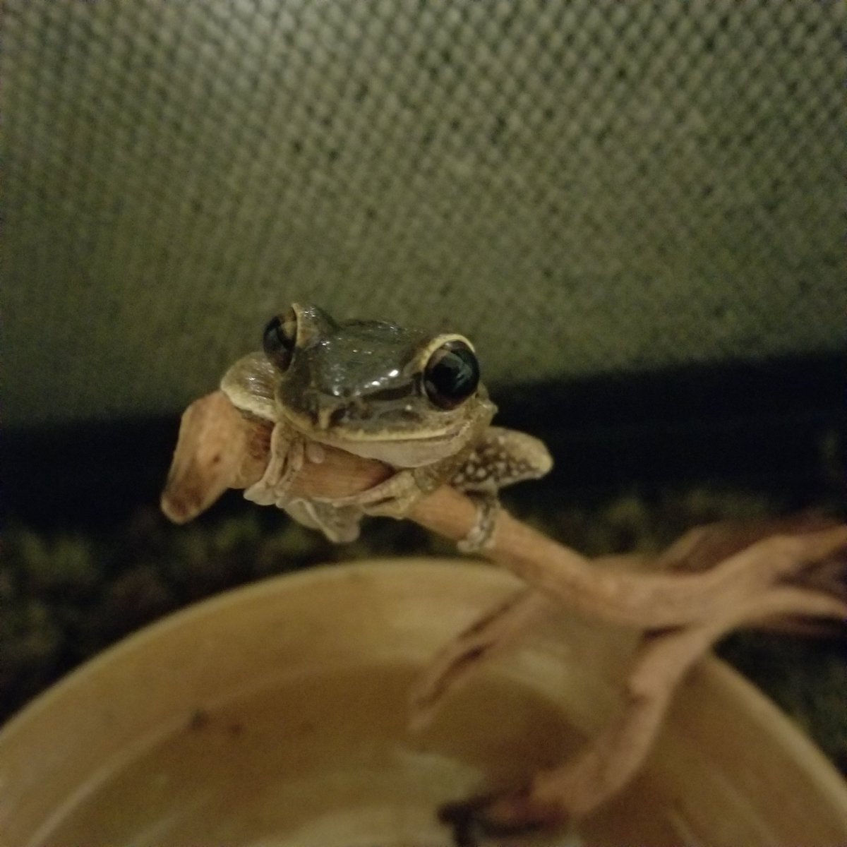 RainbowRiddles's tweet photo. https://t.co/1MLdZwz8Oi 
I have a pet frog now and I need money for a proper heat lamp for him :( https://t.co/zYVrmsX00g