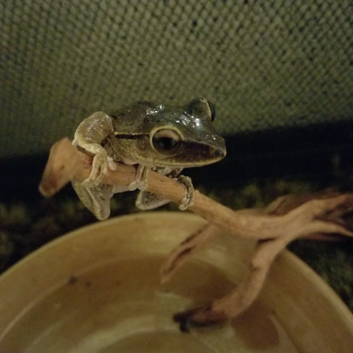 RainbowRiddles's tweet photo. https://t.co/1MLdZwz8Oi 
I have a pet frog now and I need money for a proper heat lamp for him :( https://t.co/zYVrmsX00g