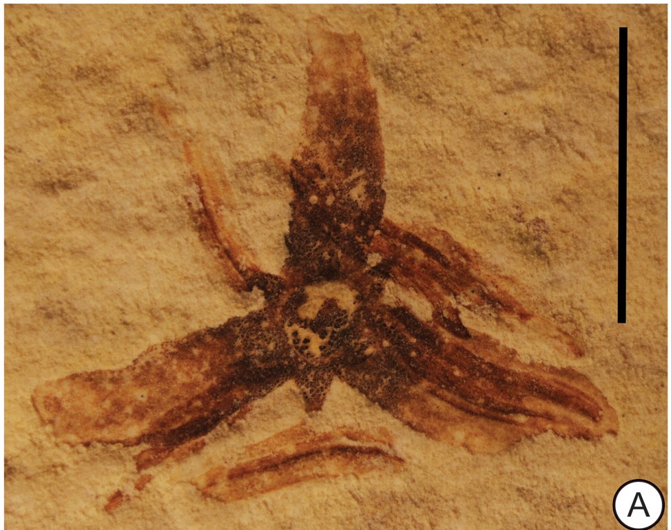 FossilBonanza's tweet photo. A palm flower fossil, Phoenix windmillis, from the Green River Fm, in Wyoming. This genus is still alive today but just in SE Asia and Africa and can't tolerate freezing conditions. A great example of natural climate change.
#FlowerWeek #Paleontology
https://t.co/NRSqjN5Cbd https://t.co/CBpS3UuLeY