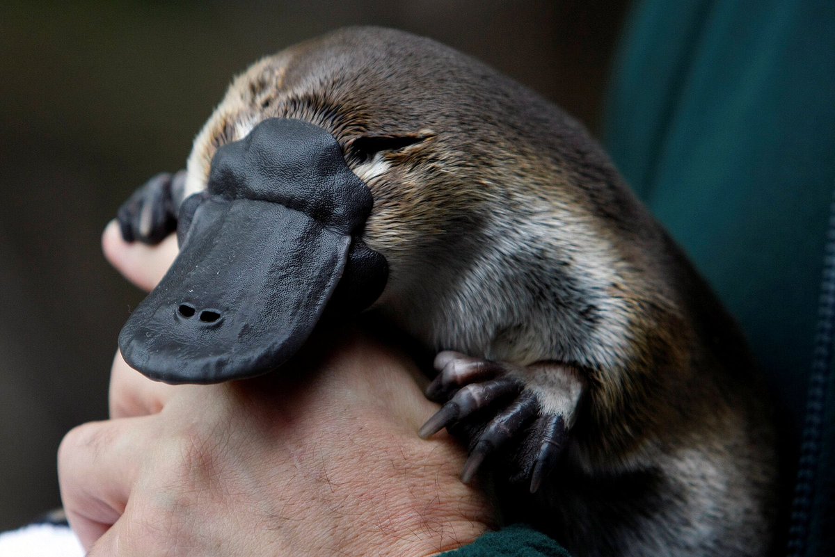 afranklynmiller's tweet image. Amazing discussion today with Jean @NuritasResearch on platypus milk, mothers have no teats and secrete milk via skin and it contains novel protein ‘Shirley Temple’ with anti microbial activity #proteomics #cellsignalling