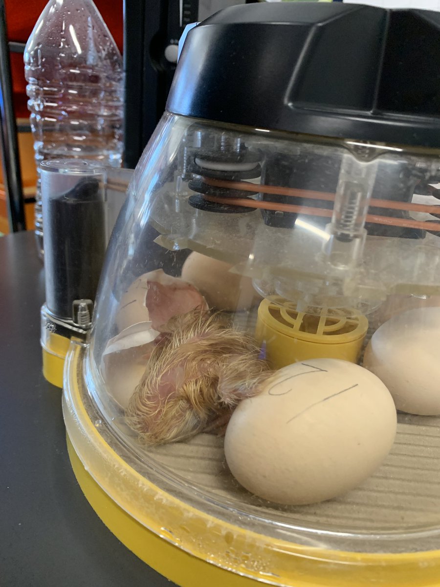 carolynvibbert's tweet photo. I think this little one is our 4th to hatch today! #SudleyFamily #PWCSHatch https://t.co/cLOgaS6kND