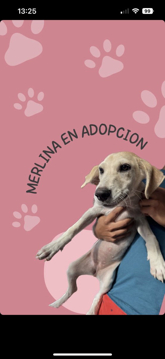 mriverakant's tweet photo. Hola! Por favor su apoyo compartiendo con un RT🙏🏼 ambas perritas están necesitando un hogar temporal o permanente🥺♥️ https://t.co/VlpVTP8X9N