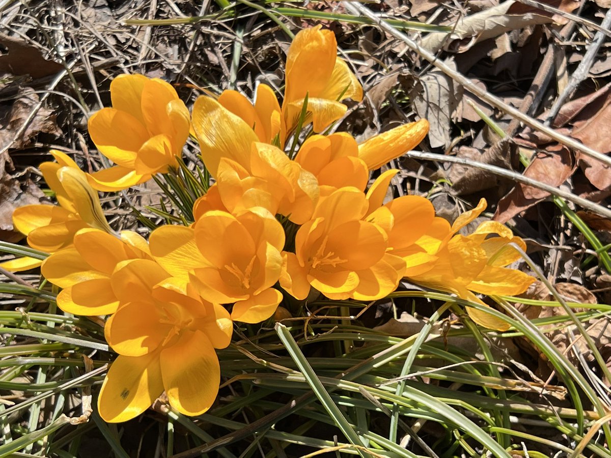 Drumwitches's tweet photo. Happy first day of spring Chicago! ๐ โ๏ธ ๐
#springtimeinchicago #happyspring https://t.co/UxvwoWVWHW