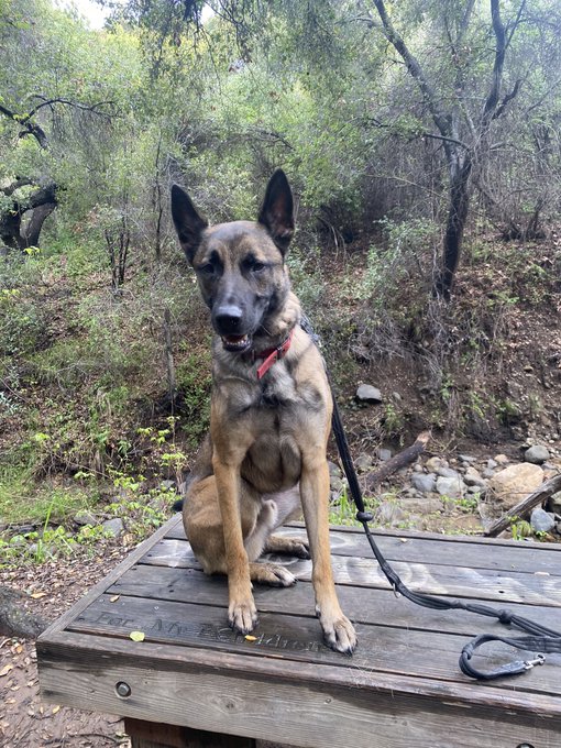 Enjoying nature (and getting muddy 🌧️) with Pips. https://t.co/eH4r41FmGz<a href="/tag/x3show"class="tags"><span>#x3show</span></a>