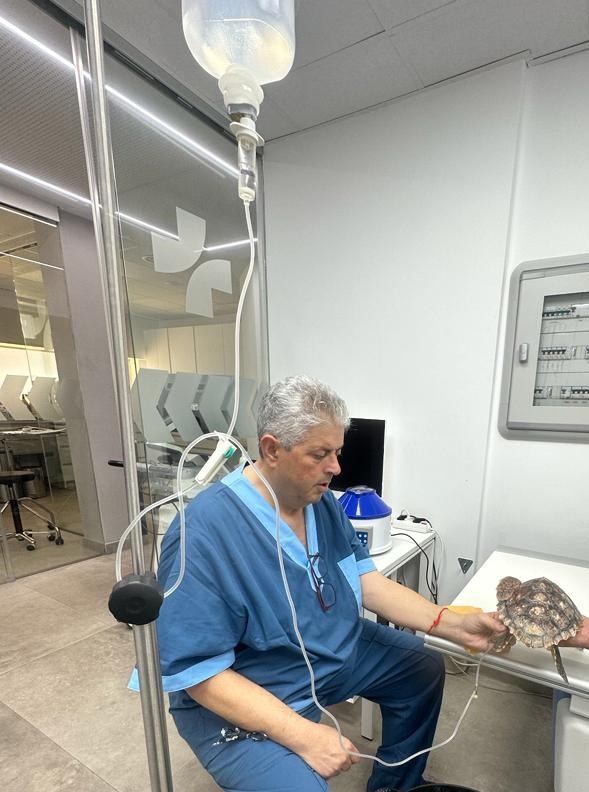 Equinac_org's tweet photo. TENEMOS UNA NUEVA PACIENTE EN EQUINAC. SE LLAMA "MISTY" Y ES MUY PEQUEÑITA.

Ayer por la tarde noche, la embarcación "Misty Witch", traía una tortuga a puerto que habían rescatado en alta mar.

#varamiento 
#tortugamarina 
#elmar
#faunamarina 
#nohayplanetab 
#thereisnoplanetb https://t.co/LG13SQQyf3