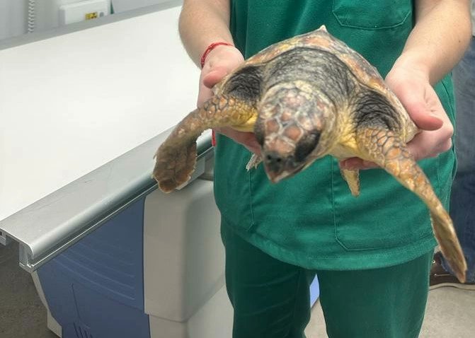 Equinac_org's tweet photo. TENEMOS UNA NUEVA PACIENTE EN EQUINAC. SE LLAMA "MISTY" Y ES MUY PEQUEÑITA.

Ayer por la tarde noche, la embarcación "Misty Witch", traía una tortuga a puerto que habían rescatado en alta mar.

#varamiento 
#tortugamarina 
#elmar
#faunamarina 
#nohayplanetab 
#thereisnoplanetb https://t.co/LG13SQQyf3