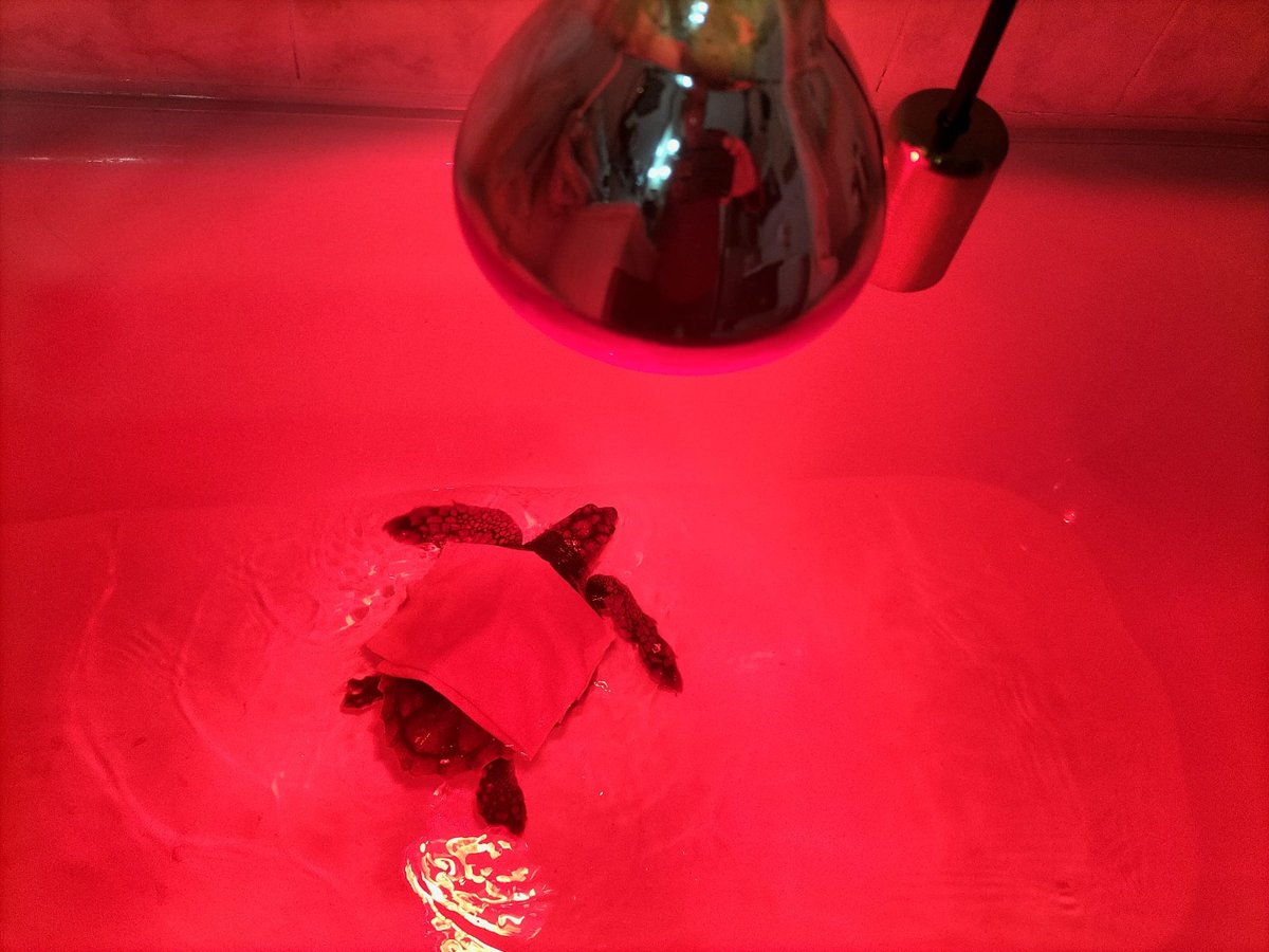 Equinac_org's tweet photo. TENEMOS UNA NUEVA PACIENTE EN EQUINAC. SE LLAMA "MISTY" Y ES MUY PEQUEÑITA.

Ayer por la tarde noche, la embarcación "Misty Witch", traía una tortuga a puerto que habían rescatado en alta mar.

#varamiento 
#tortugamarina 
#elmar
#faunamarina 
#nohayplanetab 
#thereisnoplanetb https://t.co/LG13SQQyf3