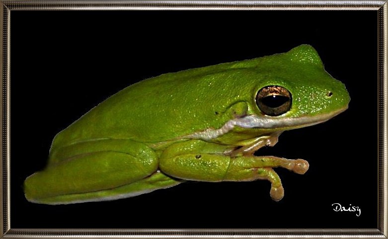 HarrysMum2022's tweet photo. @BraydenCreation Hi @BraydenCreations
Good evening all.
Submitted for The ' Green Challenge '
@BraydenCreations
#Photography
#Greenchallenge
#EuropeanTreeFrog https://t.co/A1RTuwSl2r