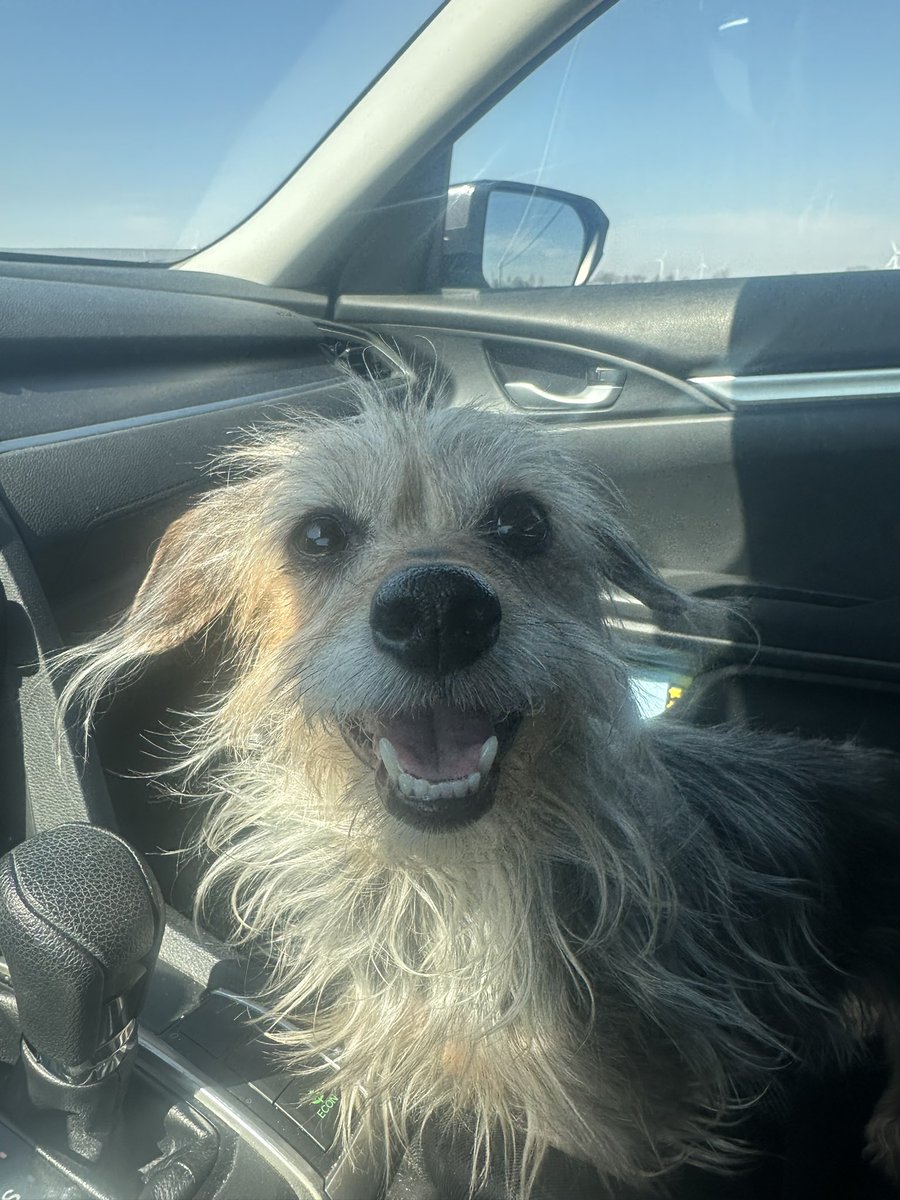 mc_hatfield's tweet photo. The goodest girl https://t.co/8pQOMvB6wZ