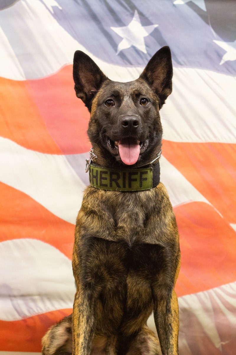 SheriffClayCo's tweet photo. Despite a suspect’s efforts to throw a coat over the dog’s head, a Sheriff’s Office canine stopped an armed man fleeing from deputies in a stolen car in North Kansas City on Saturday. More: https://t.co/N2P8VsJqLb https://t.co/k30NLJTuuO