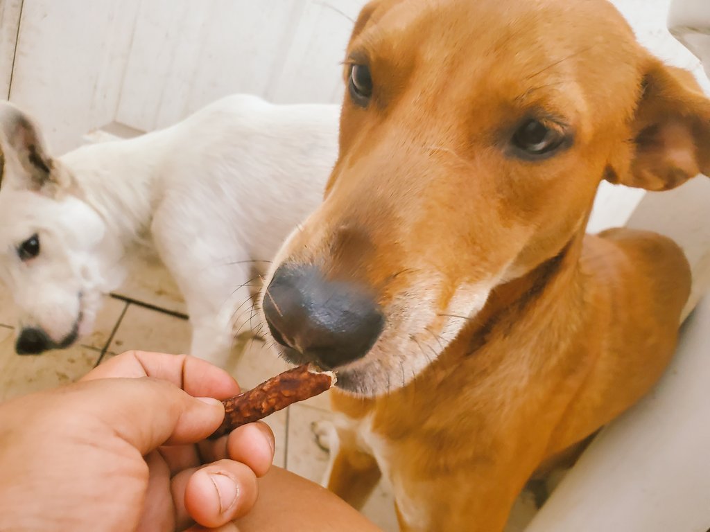 Hola seguidores de Pet's Trip❤️

Nos estamos quedando sin alimento😔
Mañana nos iremos a dormir con la pancita vacía, ya que lo que nos dinaron alcanzó para un saco de comida y un fardito de 10 bolsitas😪

Por favor, necesitamos de su ayuda! 
Necesitamos comida😭🐕

Sigue!