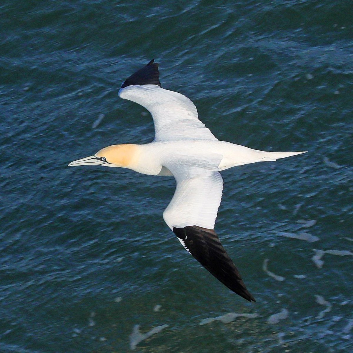 MARINElife_UK's tweet photo. MARINElife Survey Report: Heysham-Dublin Seatruck 'Pennant'
 
14 March 2023
 
"…we encountered individual Gannet and Fulmar gliding past and then a regular passage of Kittiwake and small groups of Guillemot speeding past." https://t.co/TZotx4jm7H