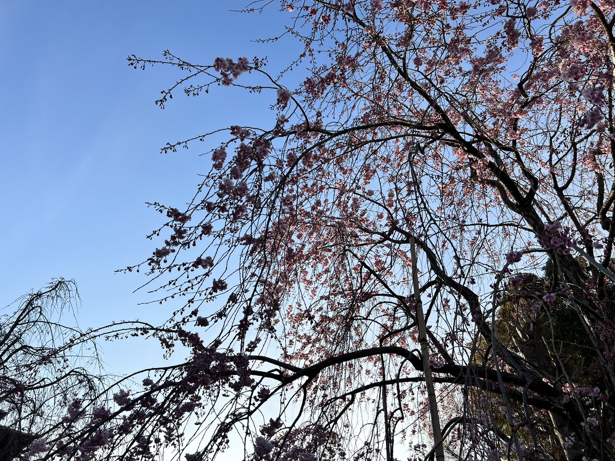 kurara7122's tweet photo. SIGMA-Z MC 28mm f2.8
#sigma #SIGMAZ #28mm #f28
#桜 #oldlens #オールドレンズ #α7IV https://t.co/TESLtEHL48