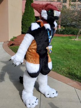 Drag0nDream's tweet photo. Finished sergal fursuit for @/Assdaree 
Head base, ear base, foot base, claw, pawpads, jaw set, eye blank, tongue by @/DvC_Ciara  
hand paw pattern by; @/OktaviasCsuits
feats. slim digi body, floor dragger tail, slim fit paws 
feet have been refurbed since this convention! https://t.co/MWld2TAoIG